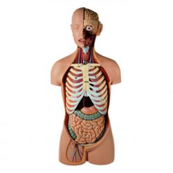 Male Torso with Head, 15 pieces