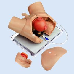 Urological Training Phantom for Endoscopic Operations