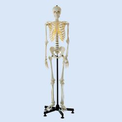 Artificial Human Skeleton