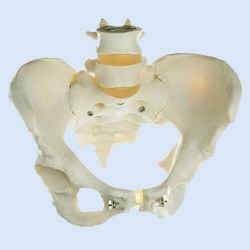 Skeleton of Female Pelvis