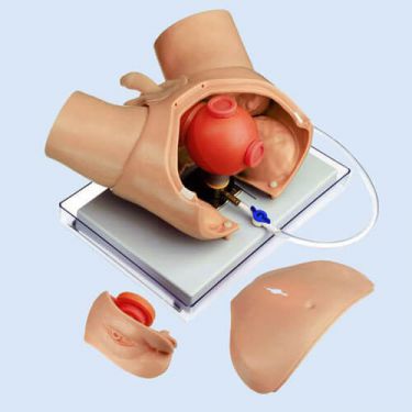 Urological Training Phantom for Endoscopic Operations
