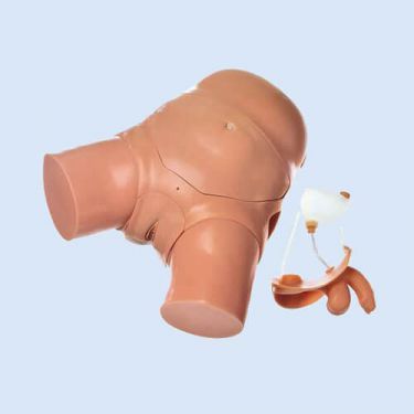 Catheterisation Model